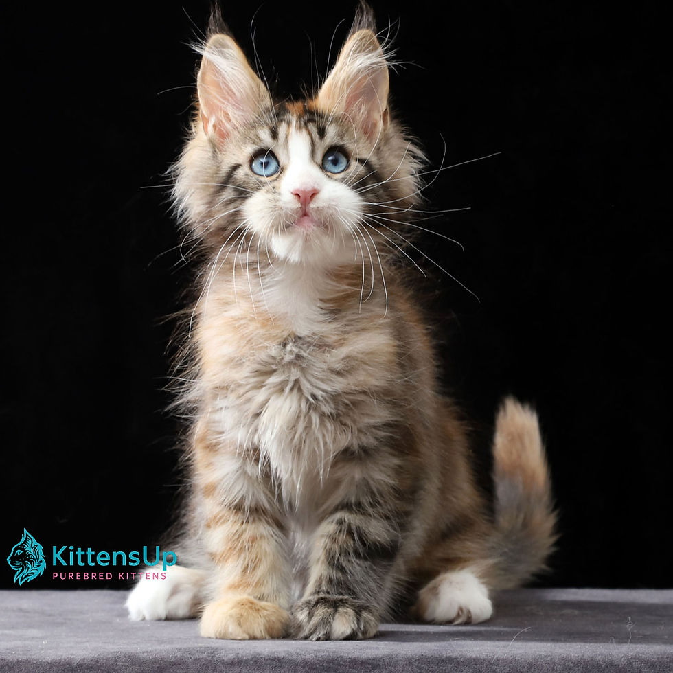 Maine Coon