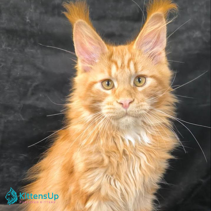 Maine Coon