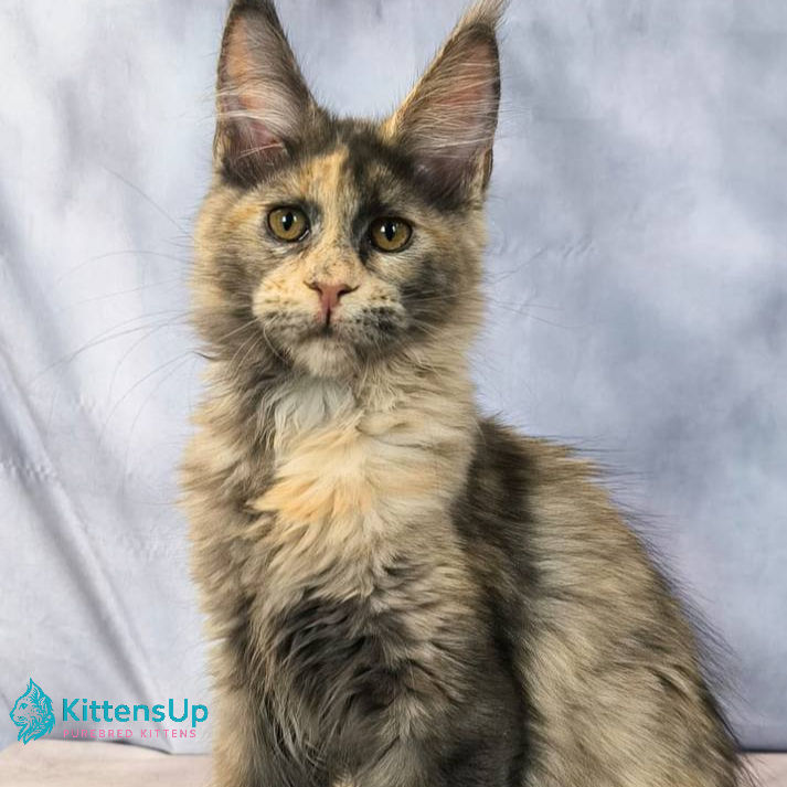 Thumbnail: Maine Coon