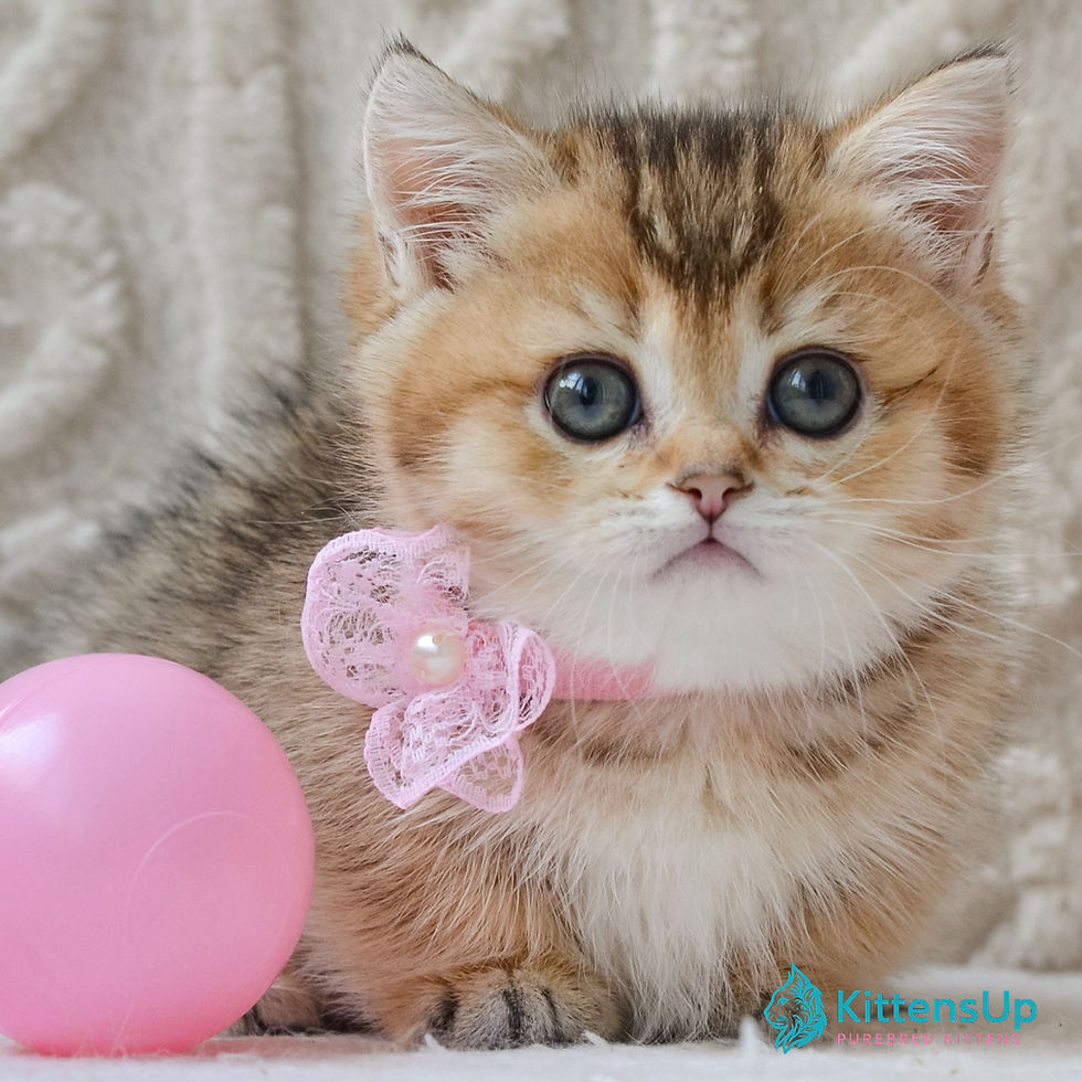 Thumbnail: Munchkin shorthair