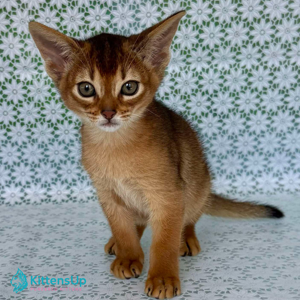 Thumbnail: Abyssinian
