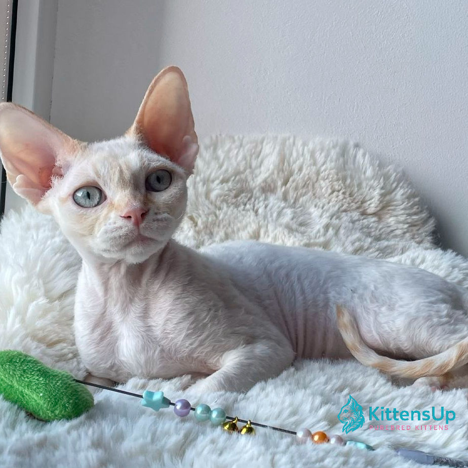 Devon Rex