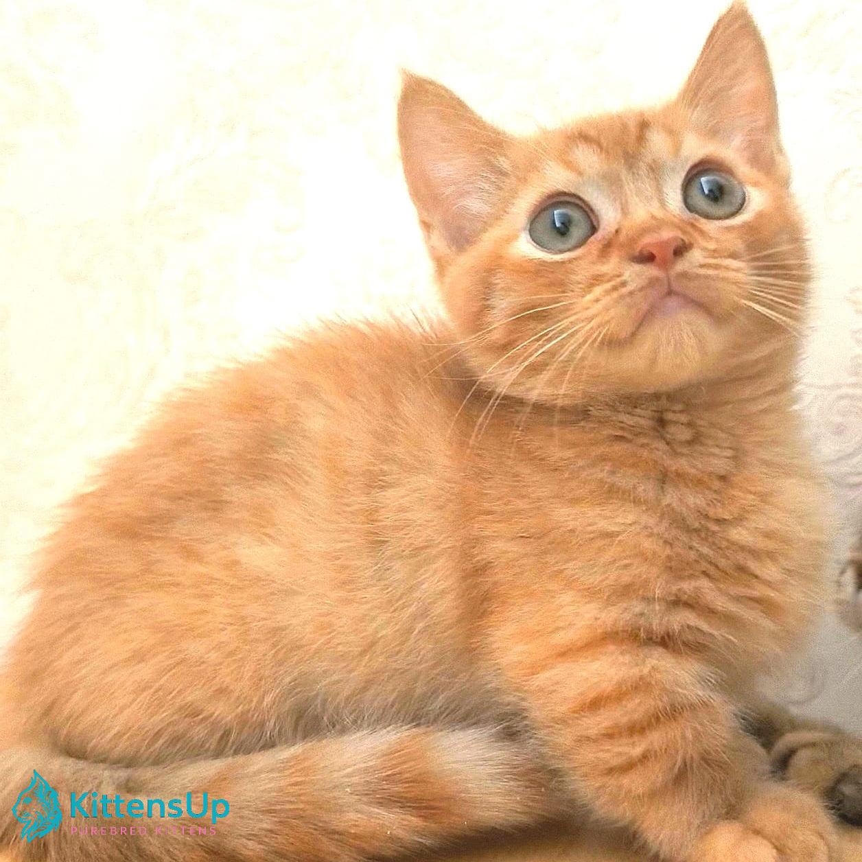 135 Justin (R) Minskin male kitten