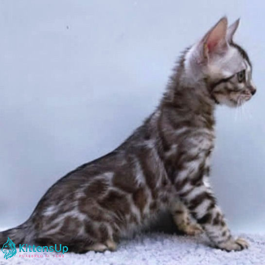 Thumbnail: 169 Vegas (U) purebred Bengal male kitten