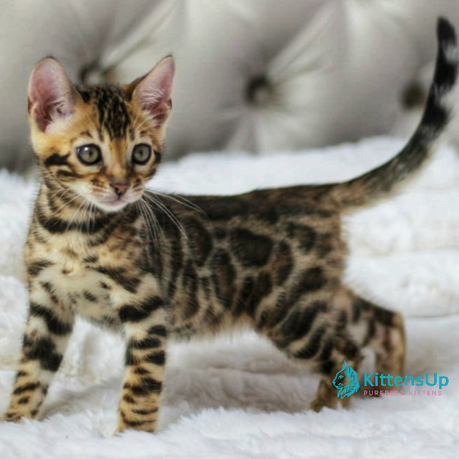 Bengal