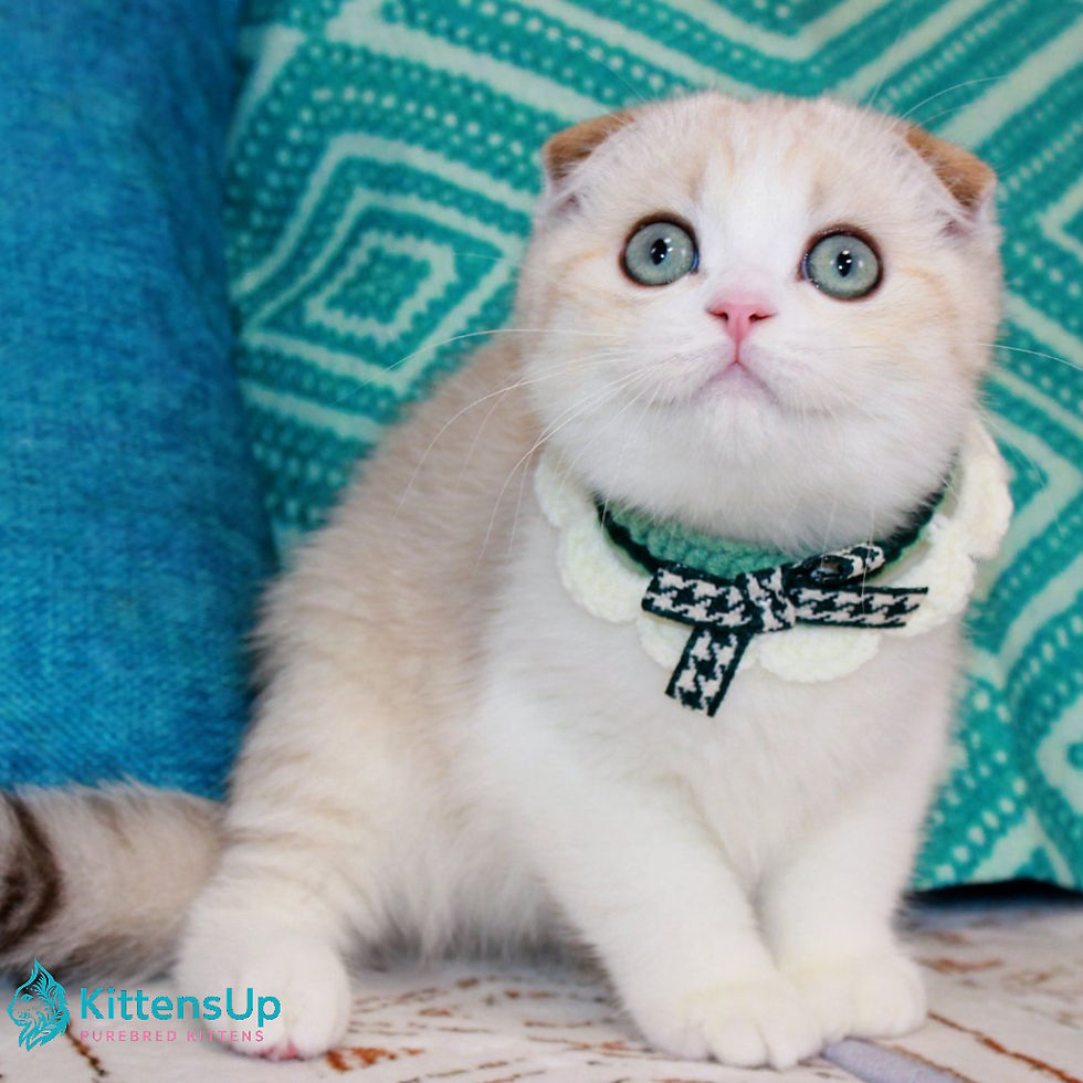 Thumbnail: Scottish Fold