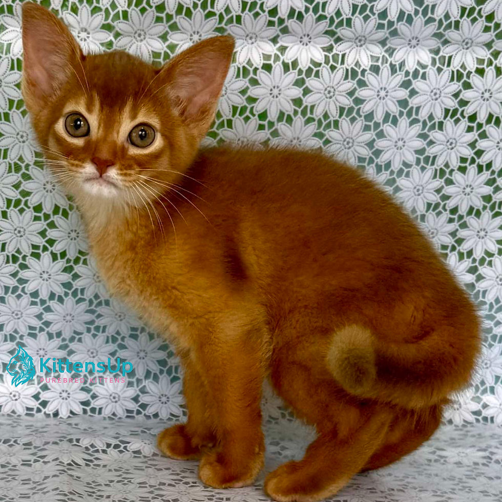 Thumbnail: Abyssinian