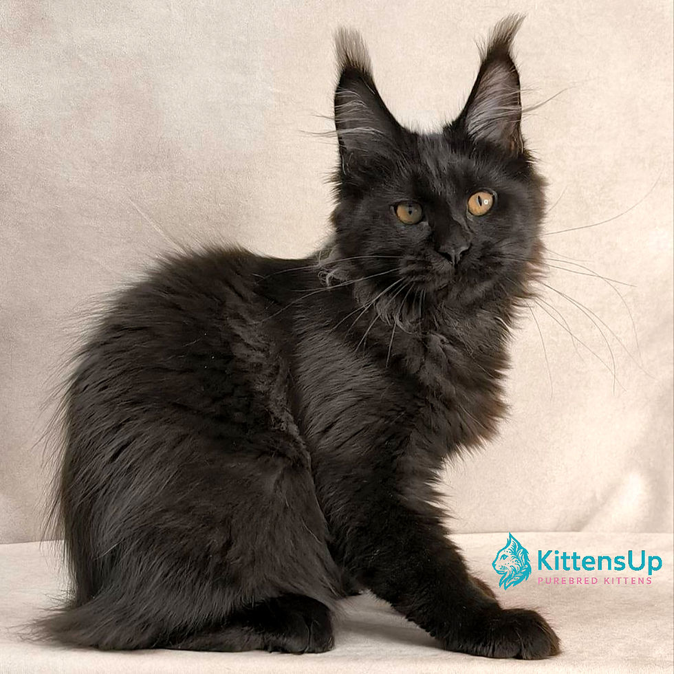 Maine Coon
