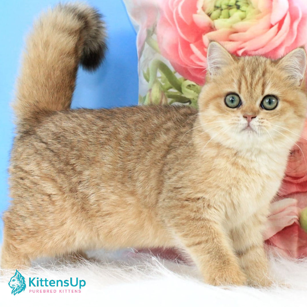 British shorthair