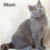 Thumbnail: British shorthair