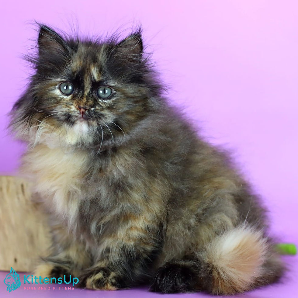 Siberian