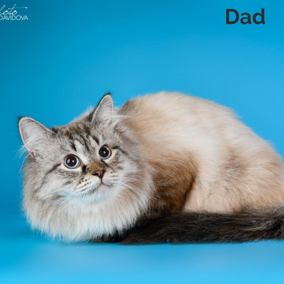 Thumbnail: 173 Lance (U) Siberian male kitten