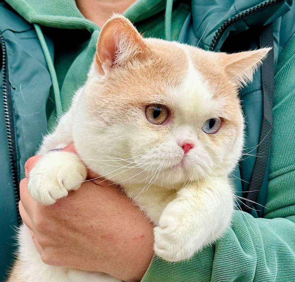 Thumbnail: British shorthair