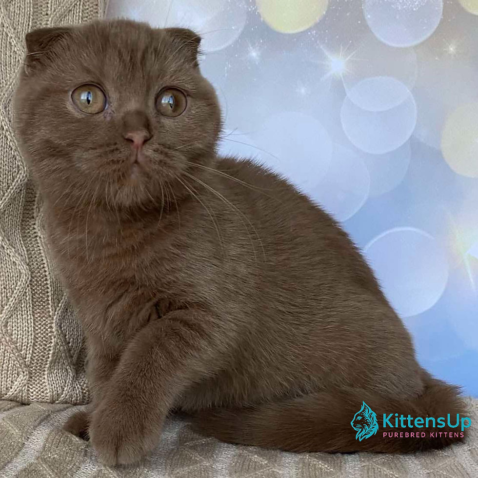 Scottish Fold