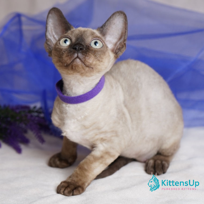 Devon Rex