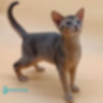Abyssinian