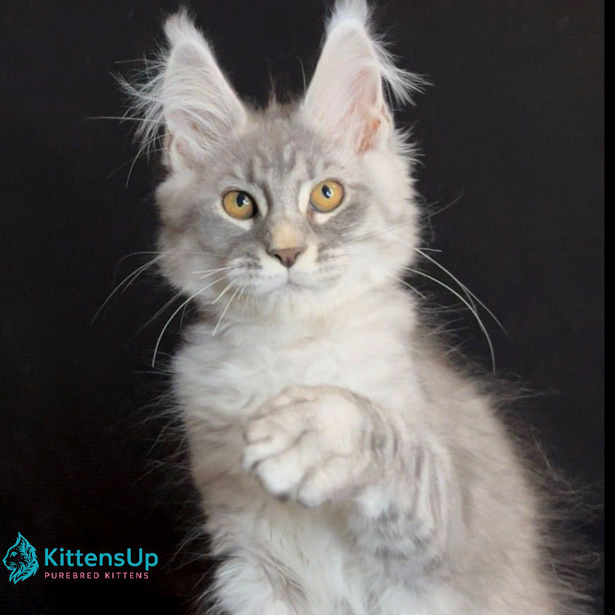 Thumbnail: Maine Coon