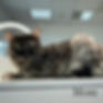 Thumbnail: Maine Coon