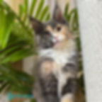 Maine Coon
