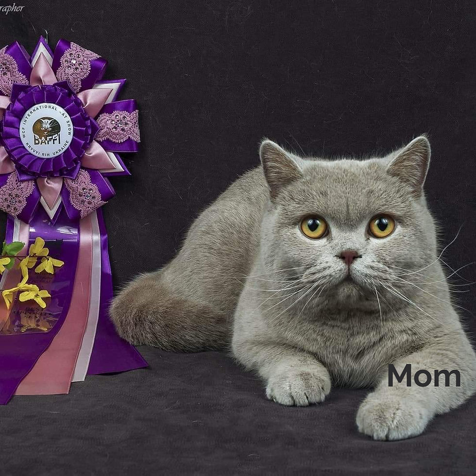 Thumbnail: British shorthair