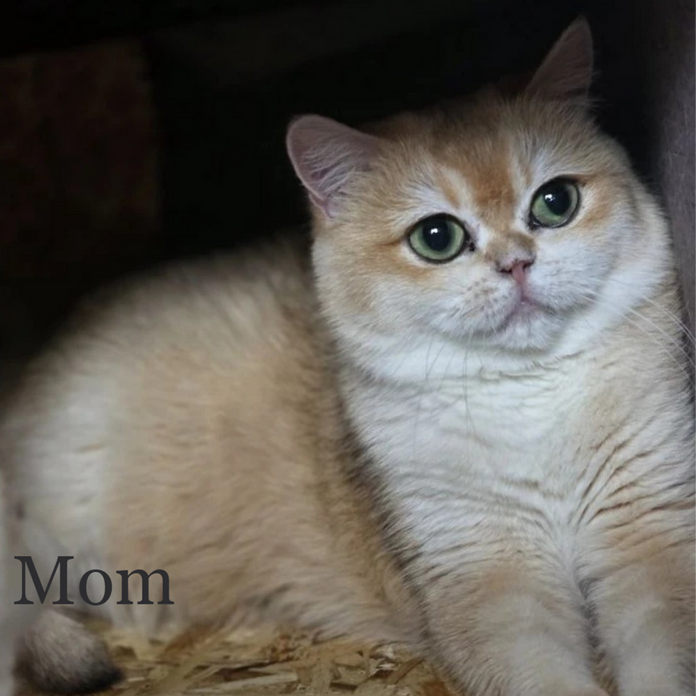 Thumbnail: British shorthair