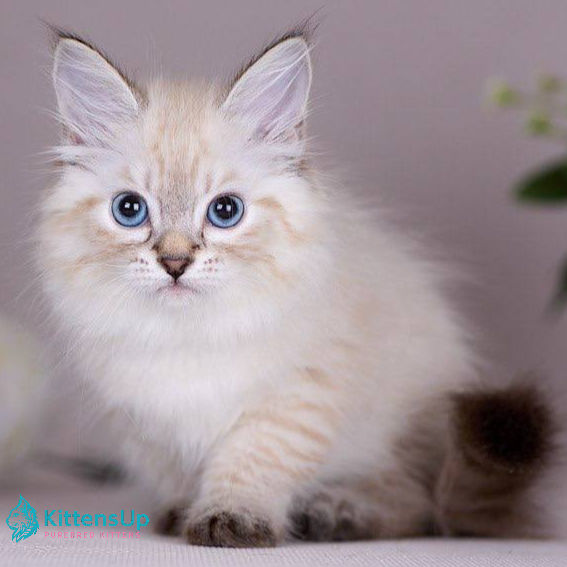 Thumbnail: 181 Halva (R) Siberian female kitten