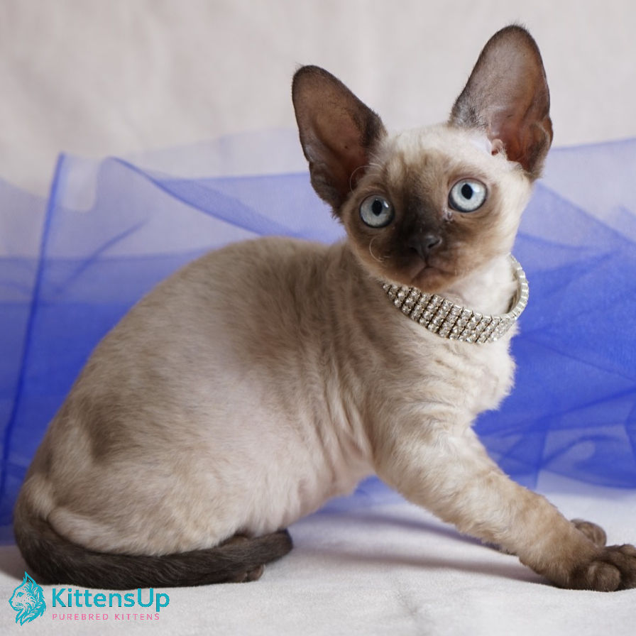 Devon Rex