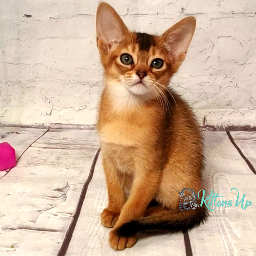 Abyssinian