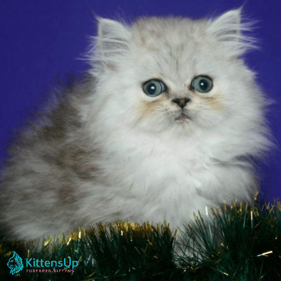 Thumbnail: 035 Evlad (U) Persian longhair male kitten