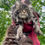 Thumbnail: Maine Coon