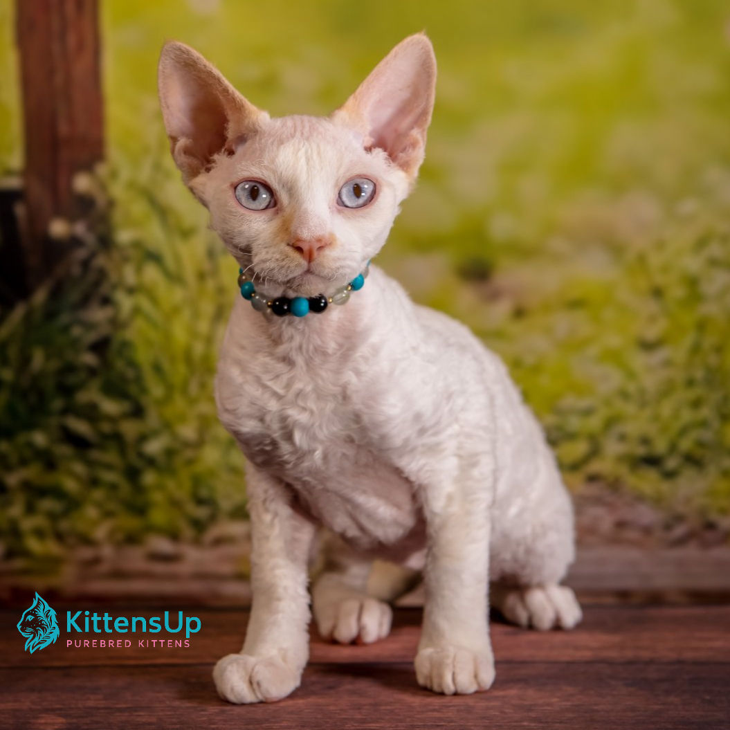 255 Ice Cream (U) Devon Rex male kitten