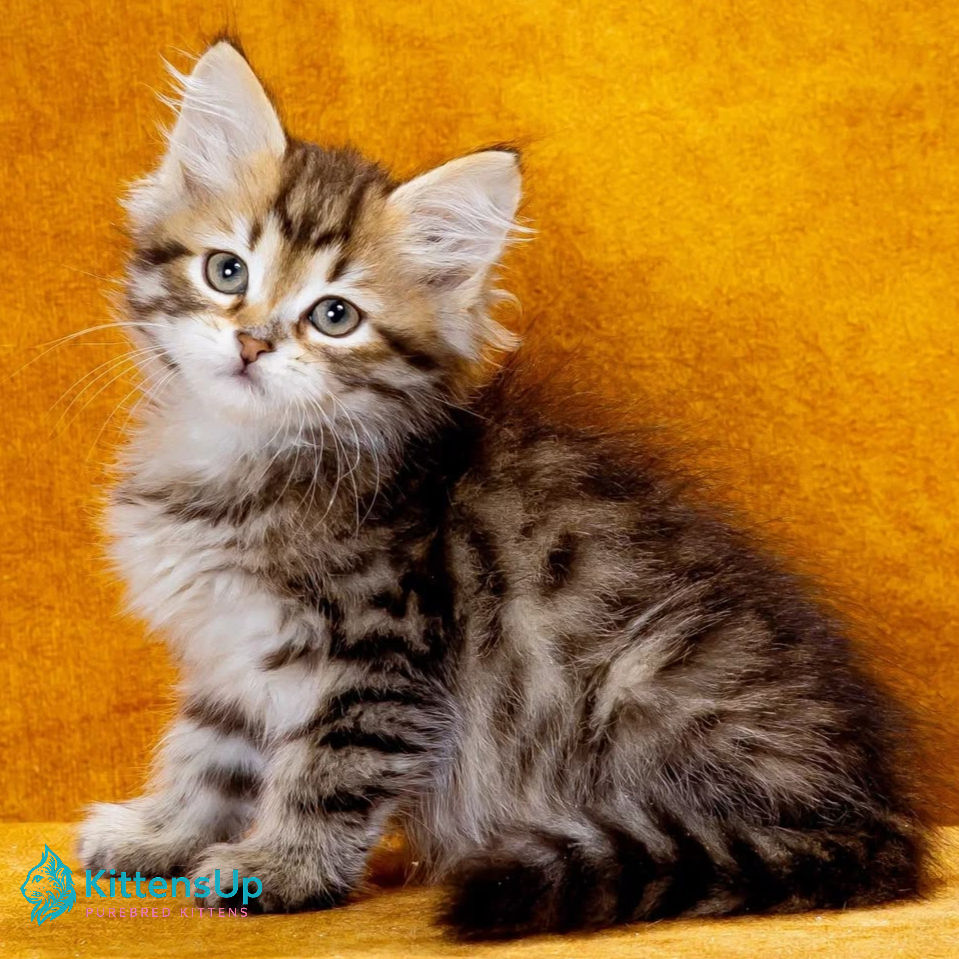 Siberian
