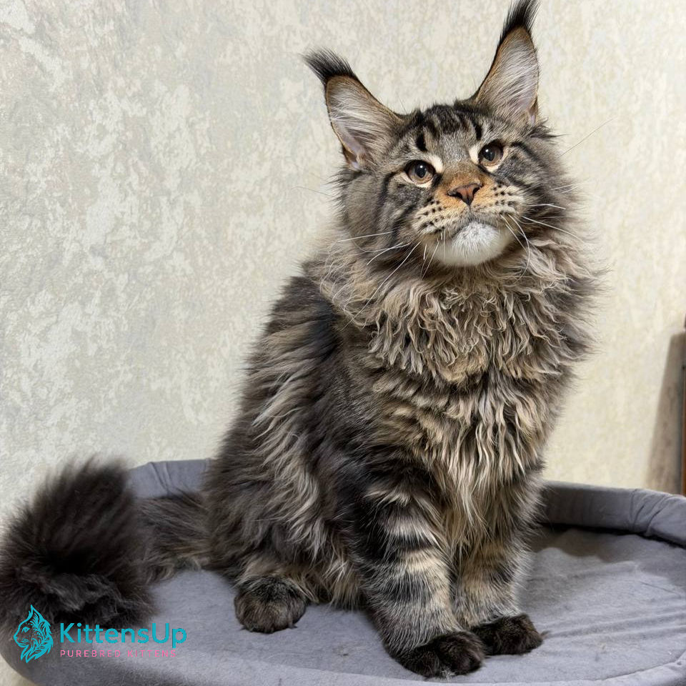 Thumbnail: Maine Coon