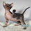 Thumbnail: 500 Orpheus (R) Sphynx male kitten