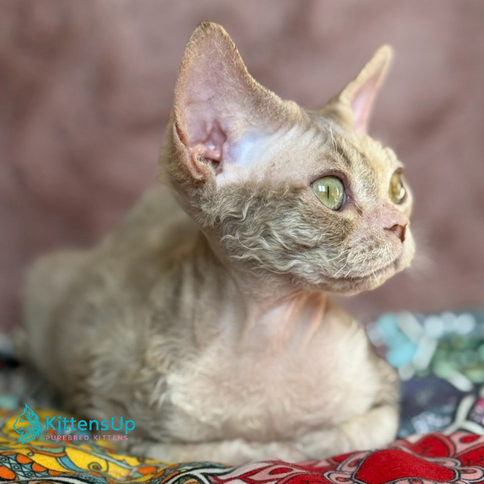 Devon Rex