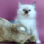 Siberian