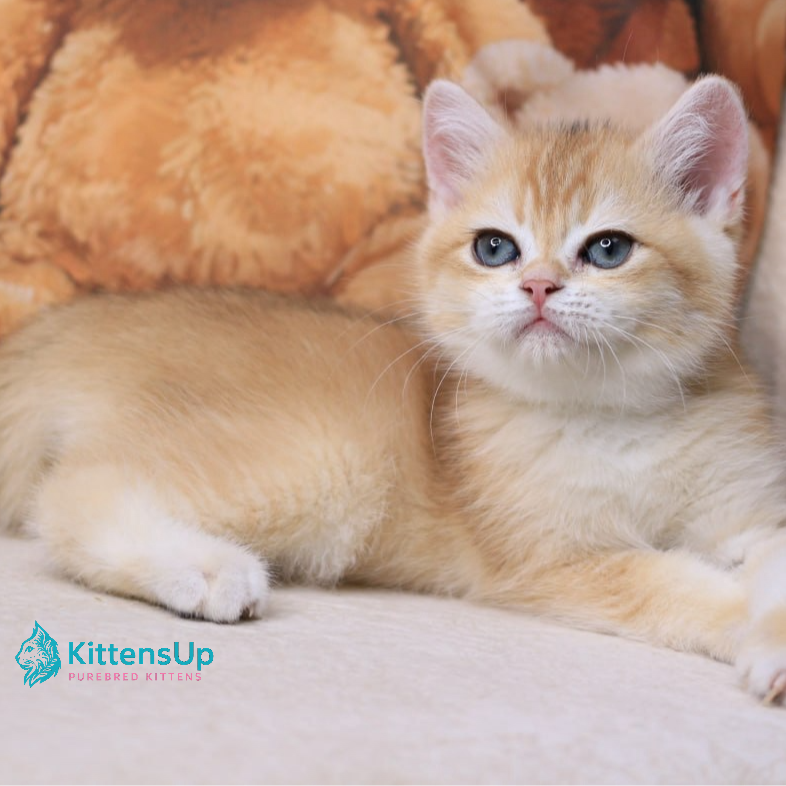 British shorthair
