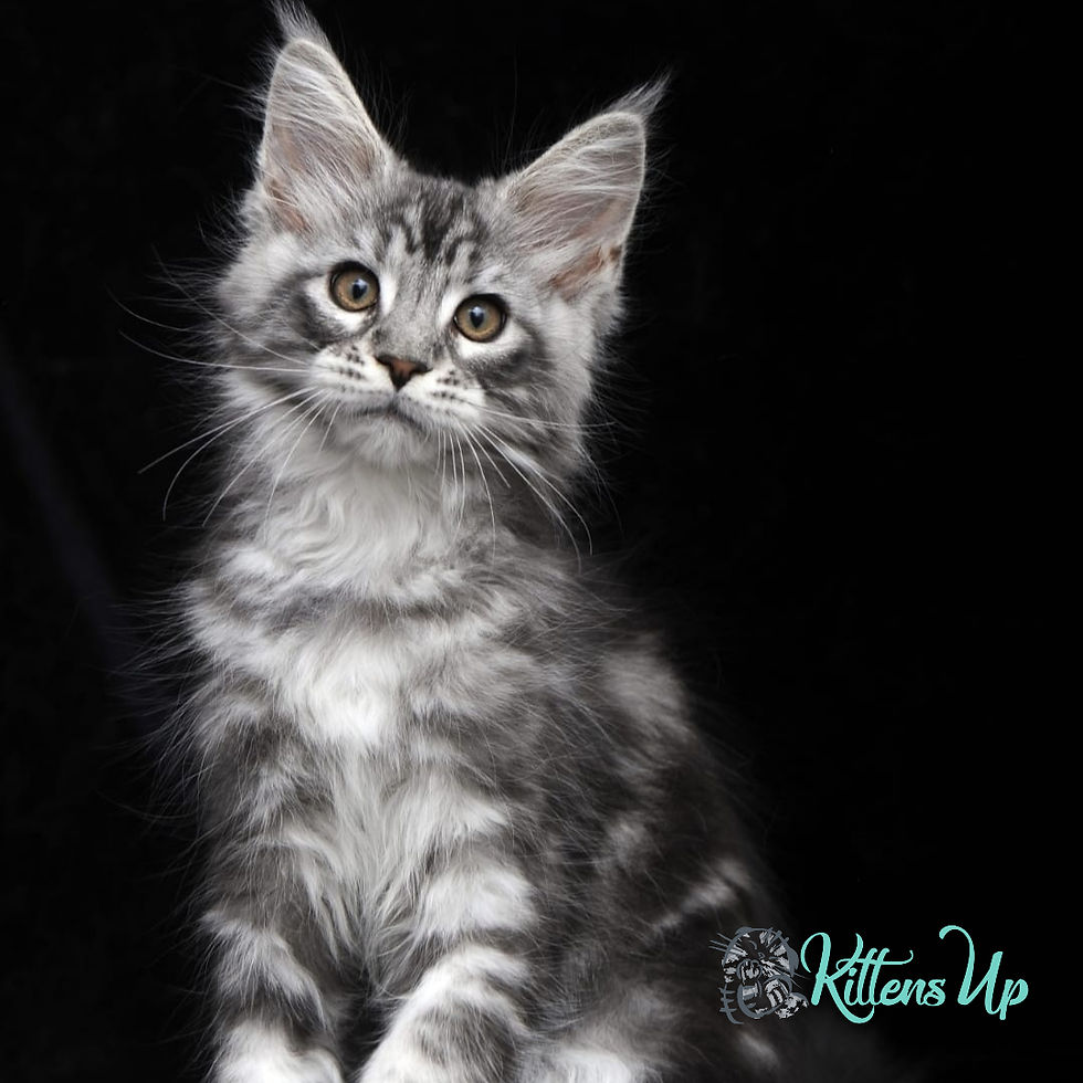 Thumbnail: 903 Balamut (R) Maine Coon male kitten