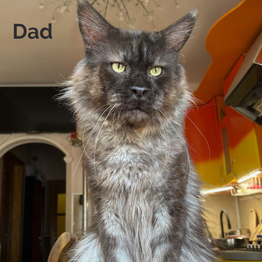 Thumbnail: 1071 Q`Cooper (R) Maine Coon male kitten
