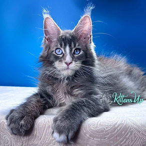 Where to Buy Breeded Cats: Top Trusted Sources Revealed