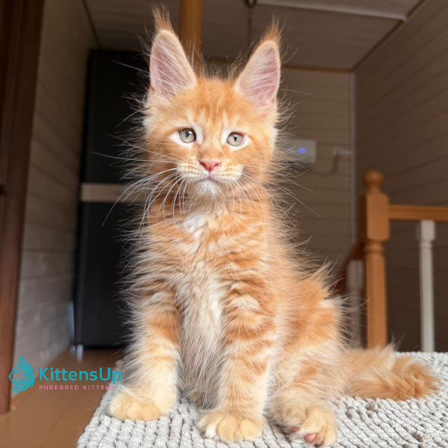 Maine Coon