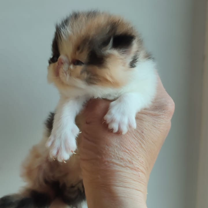 Thumbnail: 155 Alina (R) Persian longhair female kitten