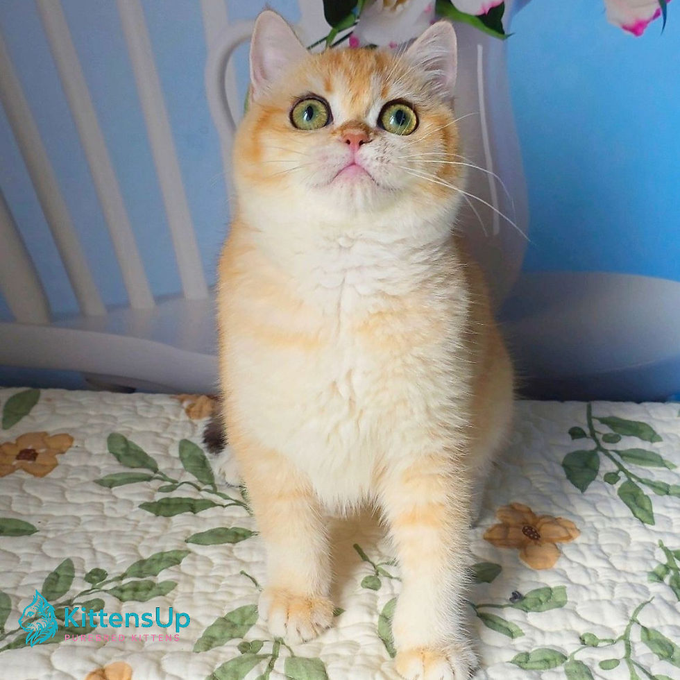 Thumbnail: British shorthair