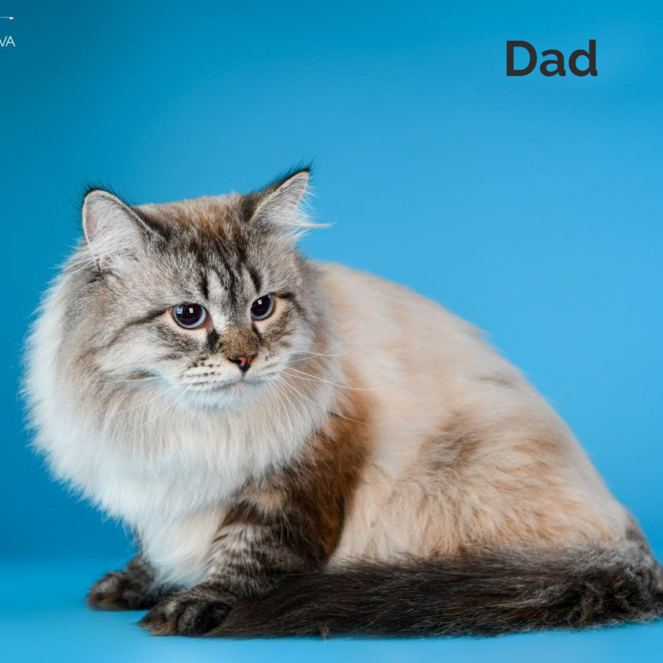 Thumbnail: 189 Miron (U) Siberian male kitten