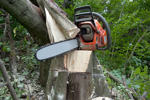 Chainsaw in a tree.jpg