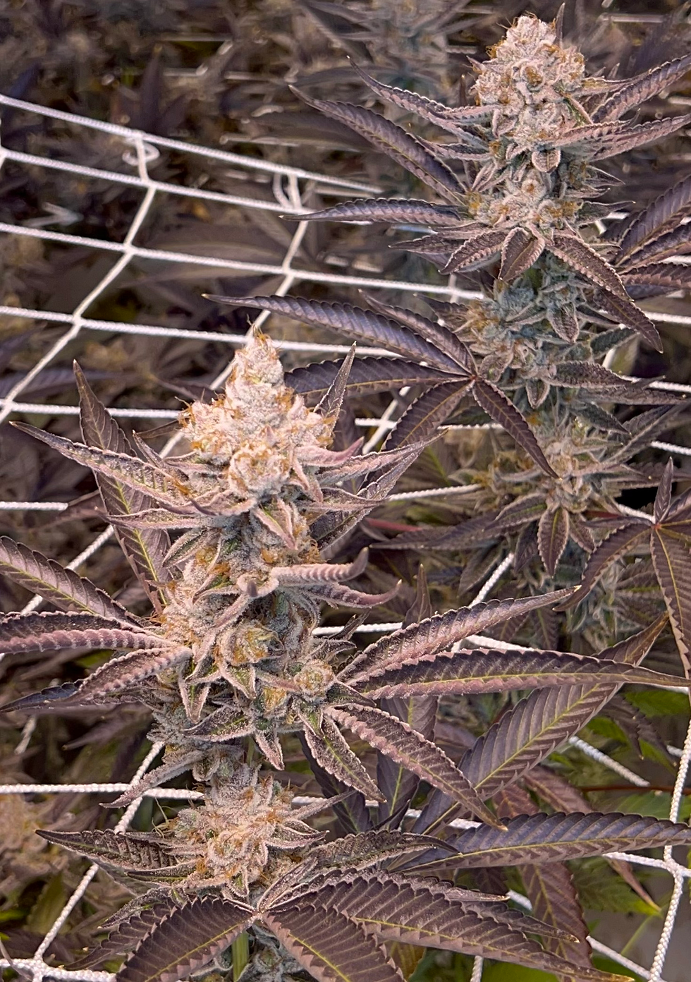 Diamond Feilds 