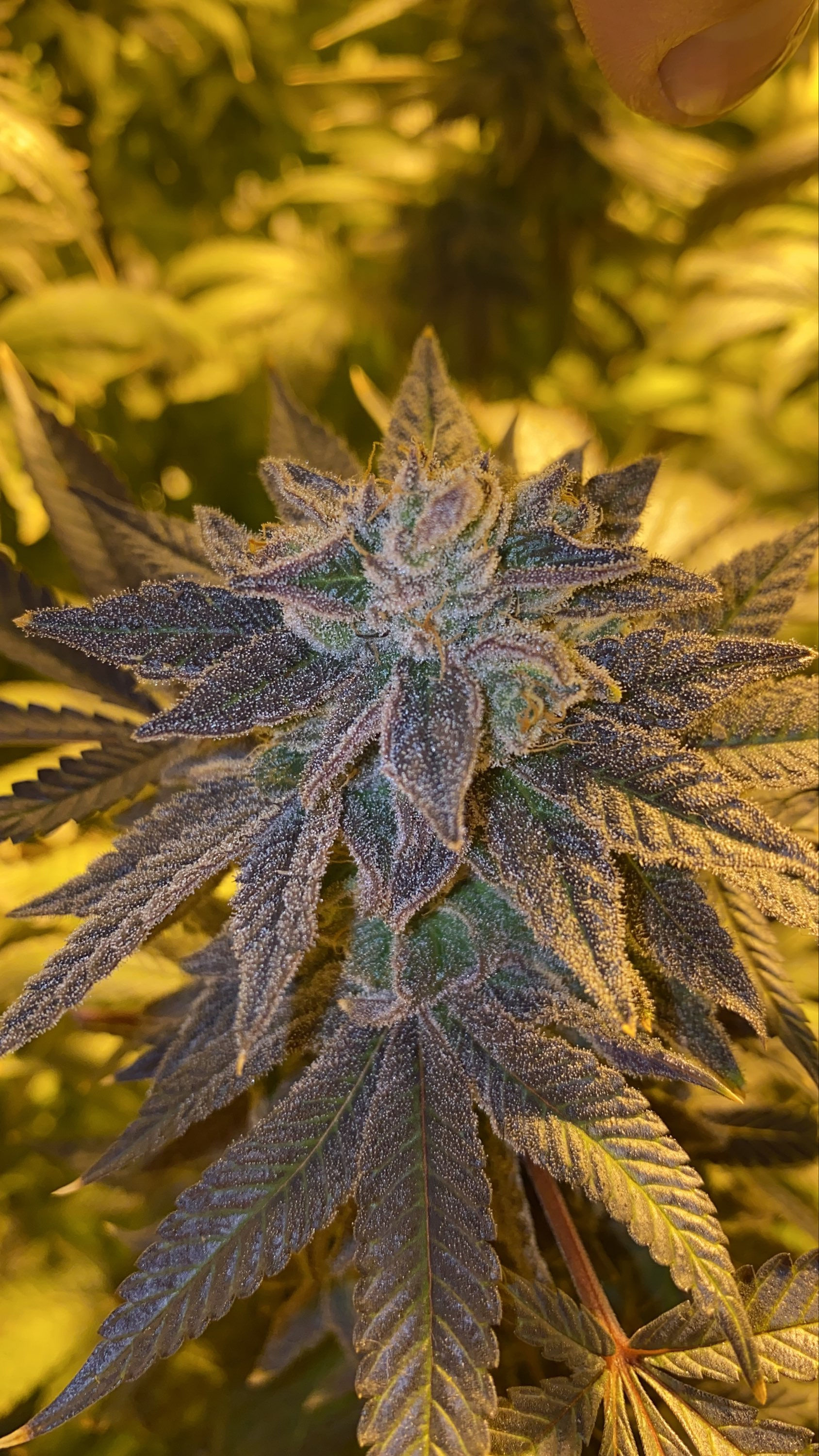 Donatello Kush F3 V2