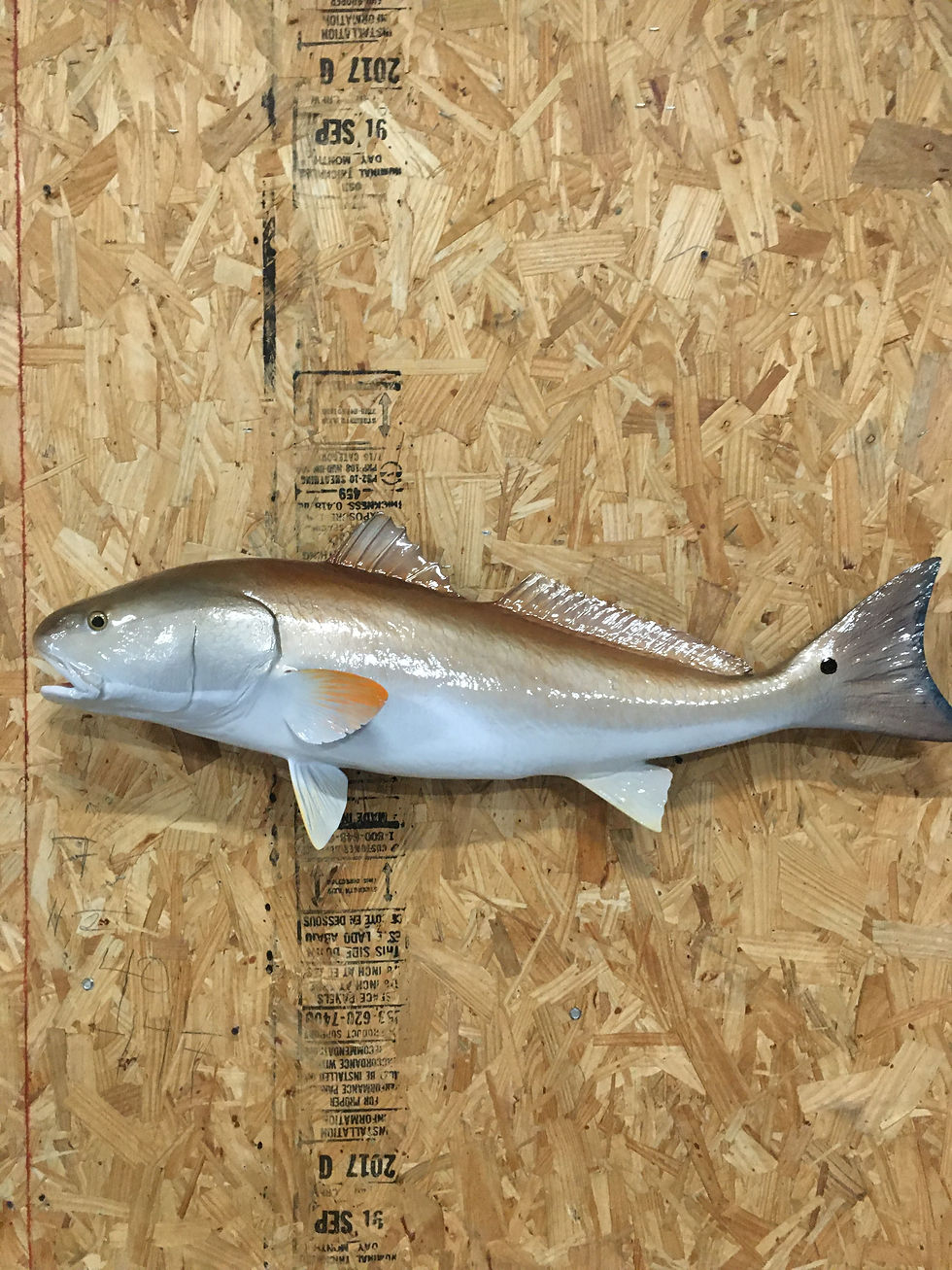 Fish _ C&M Taxidermy in Katy Texas