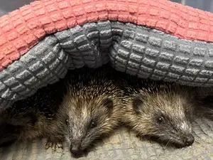 Hedgehog population decline puts pressure on local rescue centre