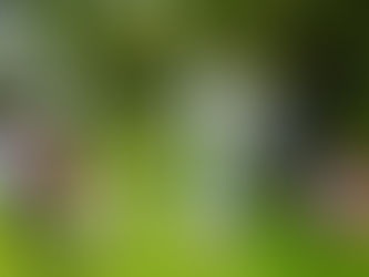 This Week at St. Mary’s – October 2 – Join us for The Blessing of the Animals!